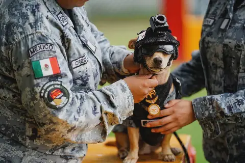 Mexico's National Guard Welcomes Smallest Member, a Chihuahua Named Comando