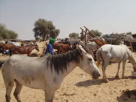 Commercialisation of Horses in Barkédji: A Thriving Equine Industry
