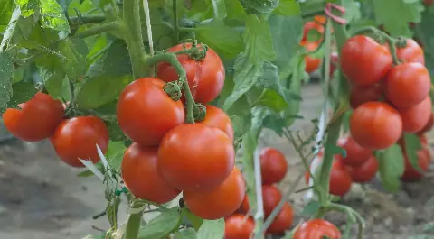 Ghana's Tomato Industry Faces Processing Capacity Challenges Ahead of 2026/27 Harvest