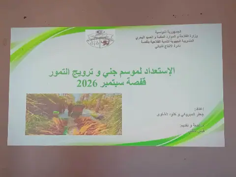 Date Palm Harvesting Season Kicks Off in Gafsa, Tunisia
