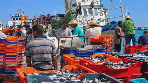 Tunisian Fishing Industry Body to Evaluate Market Regulation Mechanisms