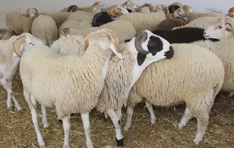 Tunisia's Kasarin Region Offers Loans to Small Sheep Breeders