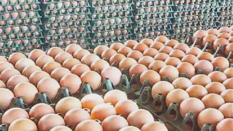 Egypt's Egg Prices Vary Between Farms and Markets on Monday