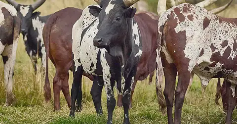 President Cyril Ramaphosa’s cattle farm, Ntaba Nyoni, has set a national record with the R6.4m sale of an Ankole heifer. Picture: Ntaba Nyoni Ankole