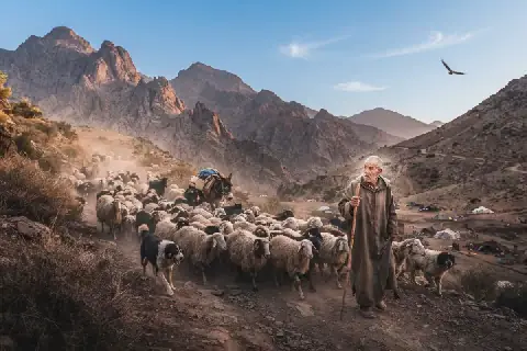 Moroccan Researchers Invited to Submit Proposals on Pastoralism and Transhumance