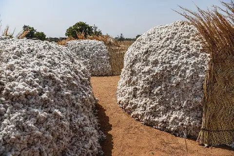 Celebrating World Cotton Day: from field to factory