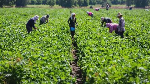 NITDA pushes digital solutions in Nigeria’s agric extension