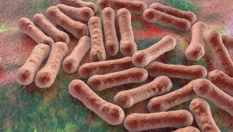 Zamfara, MSF Launch House-to-House Diphtheria Search in Gusau
