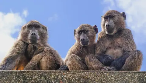 2. The wicked problem of controlling baboonsA wicked problem resists clear definition and tidy