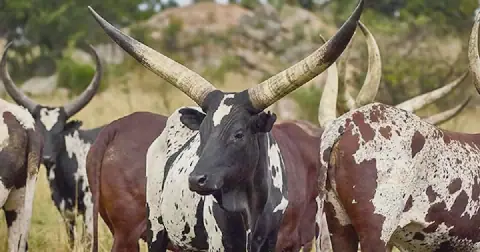 President Cyril Ramaphosa’s cattle farm, Ntaba Nyoni, has set a national record with the R6.4m sale of an Ankole heifer. Picture: Ntaba Nyoni Ankole