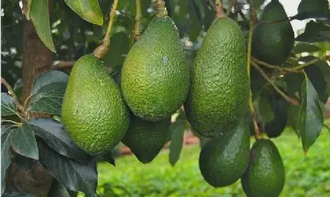 Moroccan Authorities Urged to Investigate Failed Avocado Project