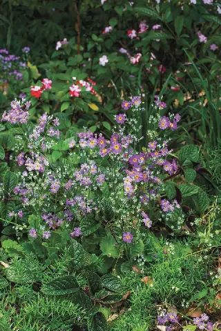 Reader's Garden: A Natural Oasis