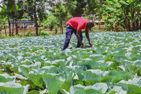 Kirinyaga farmers benefit from county seedlings centre