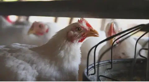 Cameroun : des métaux lourds détectés dans la viande de poulet et les œufs