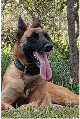 SAPS dog Sky endured multiple traumatic injuries before euthanasia, report finds