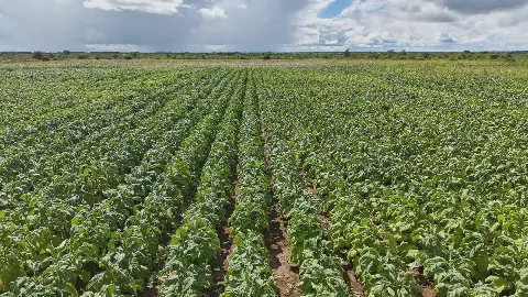 Zimbabwe pays R8.5bn to white former farmers as it seeks to rebuild investor trust