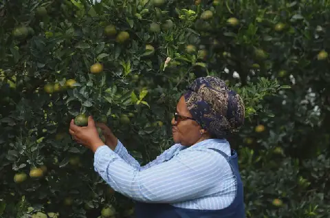 Black woman farmer conquers citrus industry — but state stalls on land title
