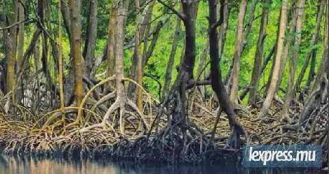 Mauritius Wetlands Bill Sparks Controversy Between Rajesh Bhagwan and Joanna Bérenger