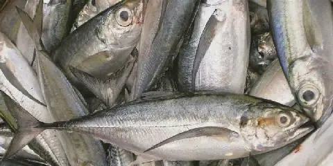 Namibia and South Africa Seize 32 Tonnes of Fish in Joint Patrol