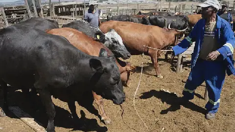 EU Suspends Beef Exports from Namibia Due to Foot and Mouth Disease