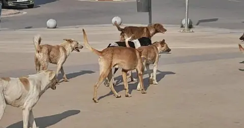 Protest Erupts in Hammamet Over Dog Breeding Center in Residential Area