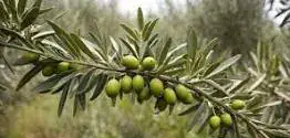 Tunisia's Silyana Region Hosts Awareness Day on Olive Tree Care