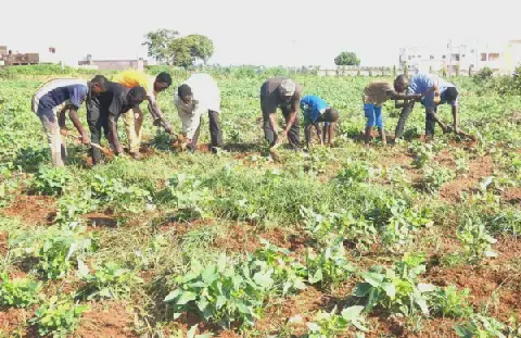 In Mali, a Quranic Master Offers Alternative to Begging for His Students