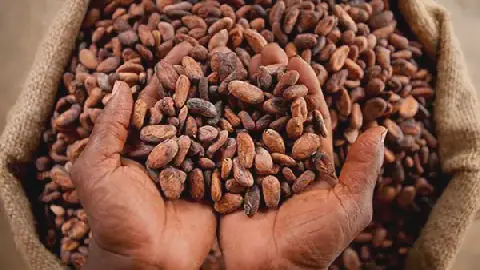 Cocoa Prices Nearly Double, But Ghana's Harvest Set to Stay Flat