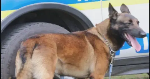 The NSPCA is to investigate SAPS officials for violations of the Animals Protection Act after police dog Sky, a five-year-old Belgian Malinois, was euthanised due to severe injuries. Picture: Supplied via Specialised Security Services