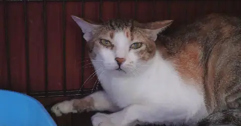 A cat is being cared for at a rescue facility of an animal rights group after police raided an operation that steals and resells cats for meat in Ho Chi Minh city, Vietnam, Sept.17, 2026.