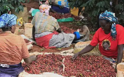 Coffee societies net Sh41 billion in one year