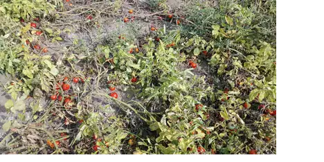 Keta farmers struggle to find market for bumper tomato harvest