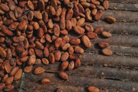 cocoa