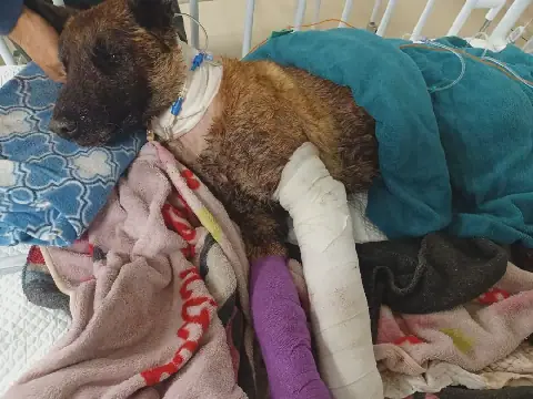 NSPCA to open criminal docket against SAPS officials over death of K9 Sky