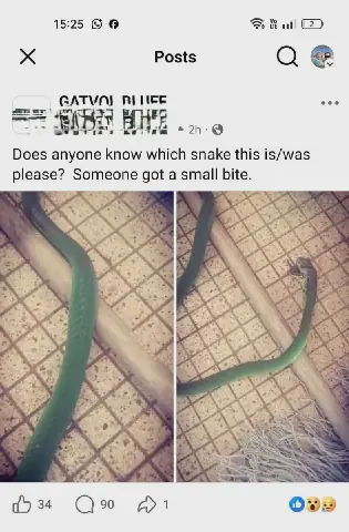 Man bitten by deadly mamba in Durban mistakenly told snake was harmless