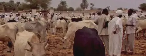 Darfur traders explore new West African markets amid trade restrictions