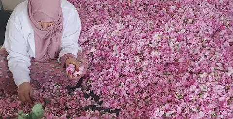 Morocco's Rose of Kelaat M'Gouna Explored for Antibacterial and Antioxidant Properties