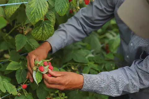 France Trials 15 Moroccan Seasonal Workers’ Alleged Exploitation in Gard
