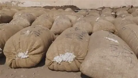 Egypt's Minufiya Province Launches 2026/2027 Cotton Harvest Season