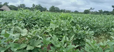Côte d'Ivoire: La culture du soja gagne du terrain à Niakara
