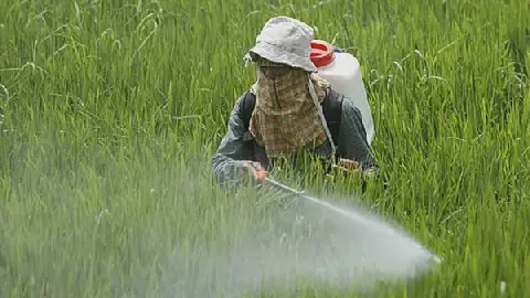 Risks of Pesticide Residues in Egyptian Produce