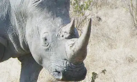 Vehicles seized in connection with rhino poaching case in Namibia