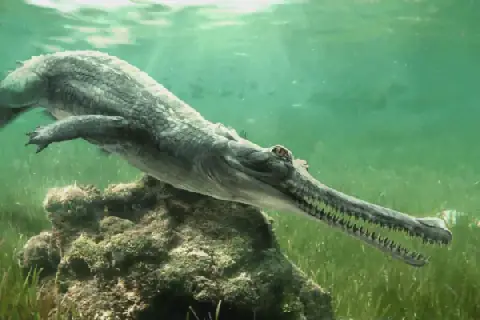 Egyptian University Contributes to Discovery of New Crocodile Species