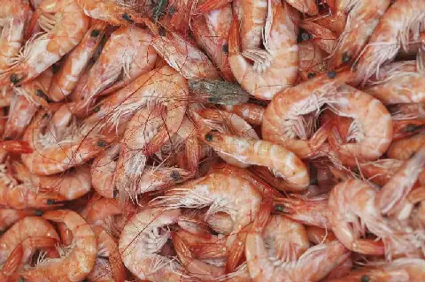 des-produits-frais-de-serratus-palaemon-crevettes-175561366