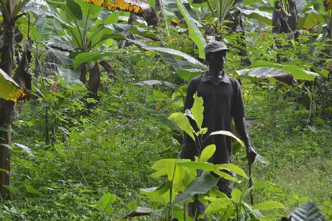 Ghana and Côte d'Ivoire diverge on cocoa pricing amid global market crash