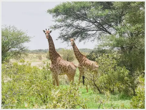 Senegal's Amboura Wildlife Reserve Thrives in the Sahel Region
