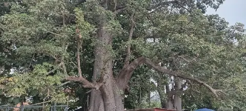 Ghana Launches Baobab Population Mapping Project