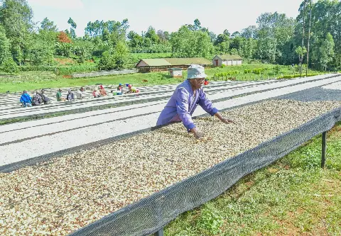Coffee farmers in Kenya earn Ksh 41.6 billion in 2025/26 season