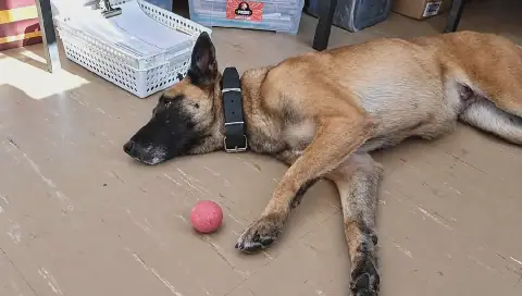 NSPCA to Lay Animal Cruelty Charges Against SAPS Over K9 Sky's Death