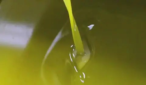 Tunisia's Olive Oil Sector Faces Uncertainty Ahead of 2026-2027 Harvest